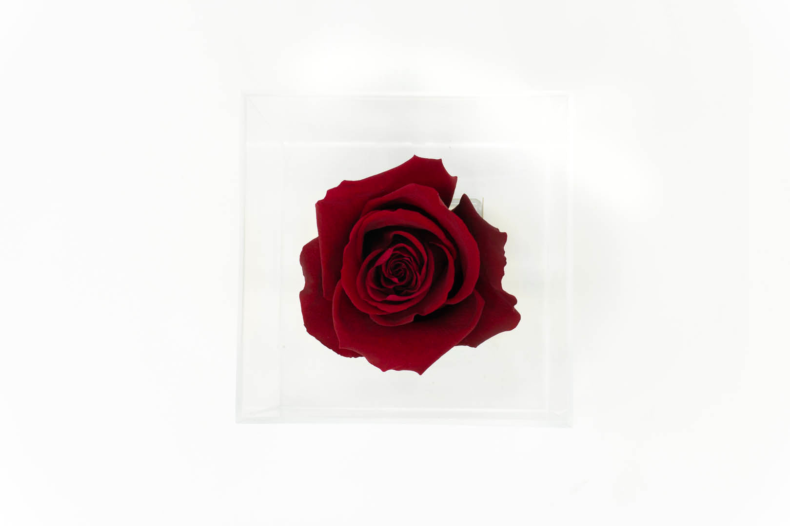 Premium Rose in Acrylic Case