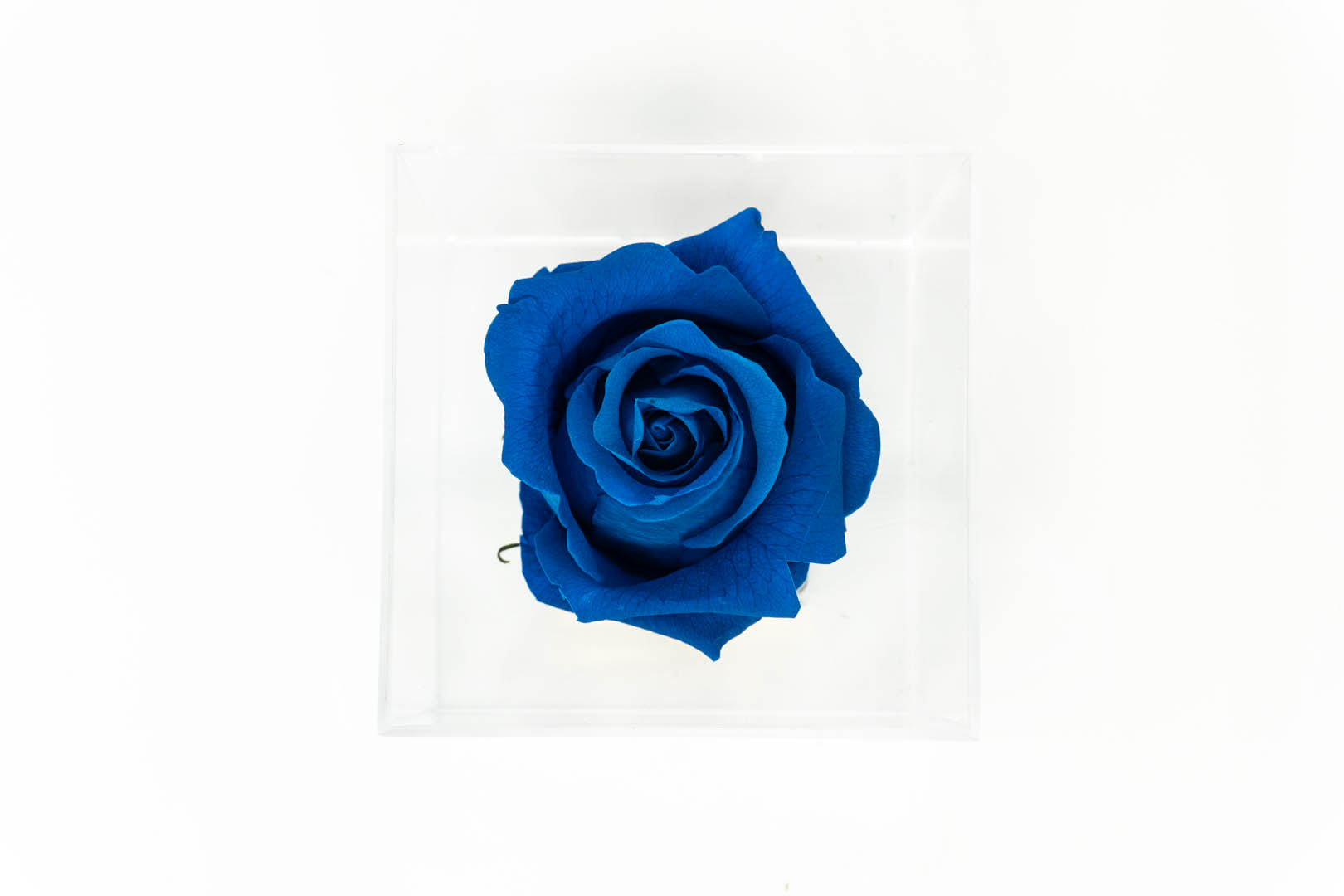 Premium Rose in Acrylic Case